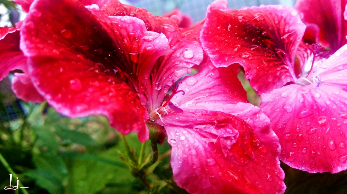 Fresh & radiant..