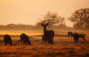 Early in the morning