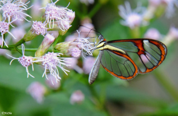 Glasswing