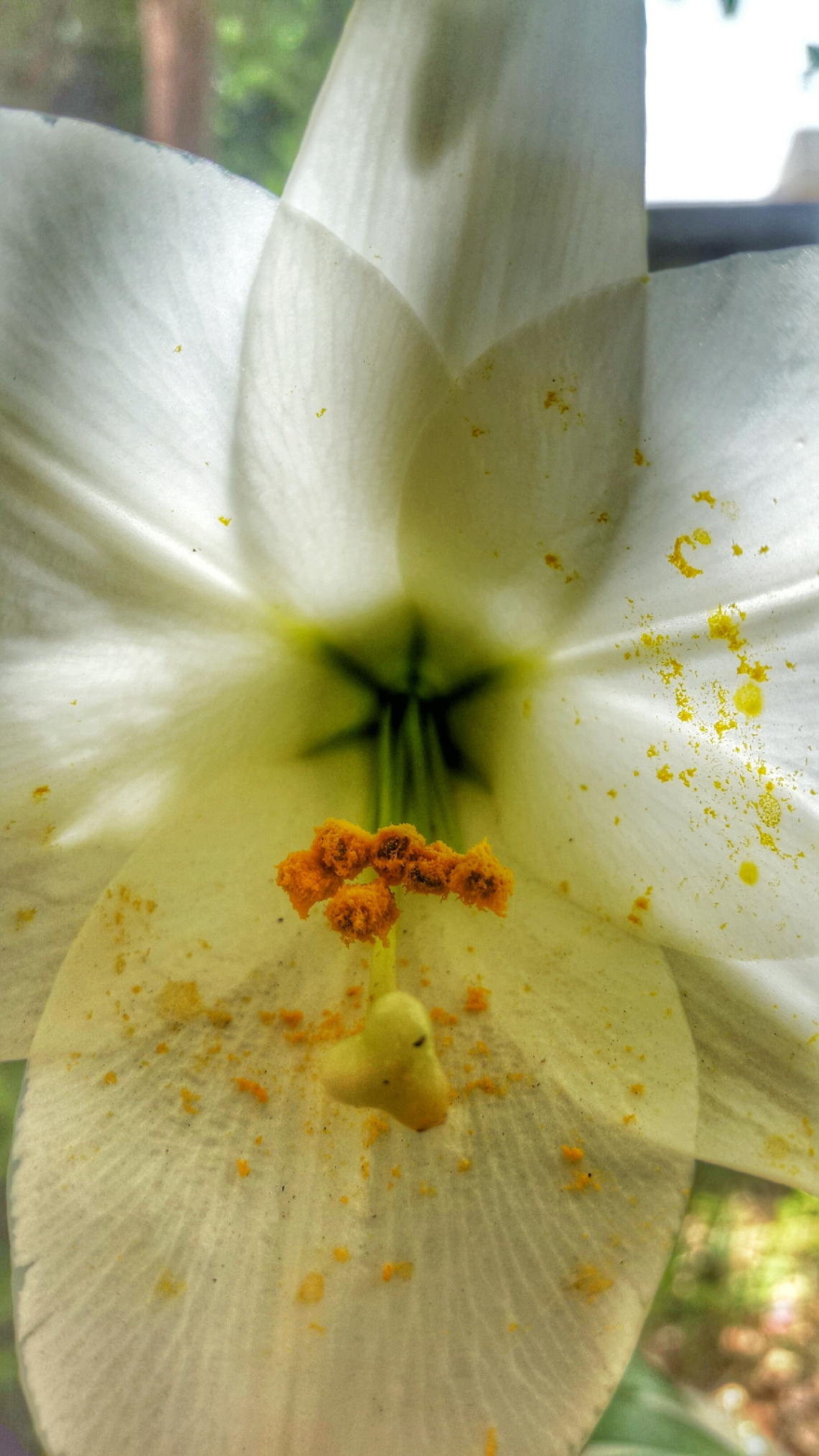 Lilium