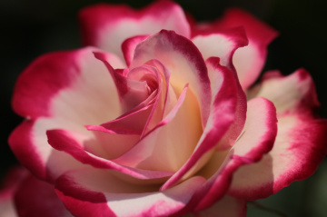flowering…