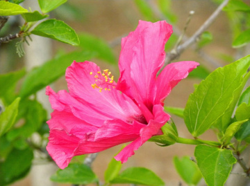 Hibiscus 