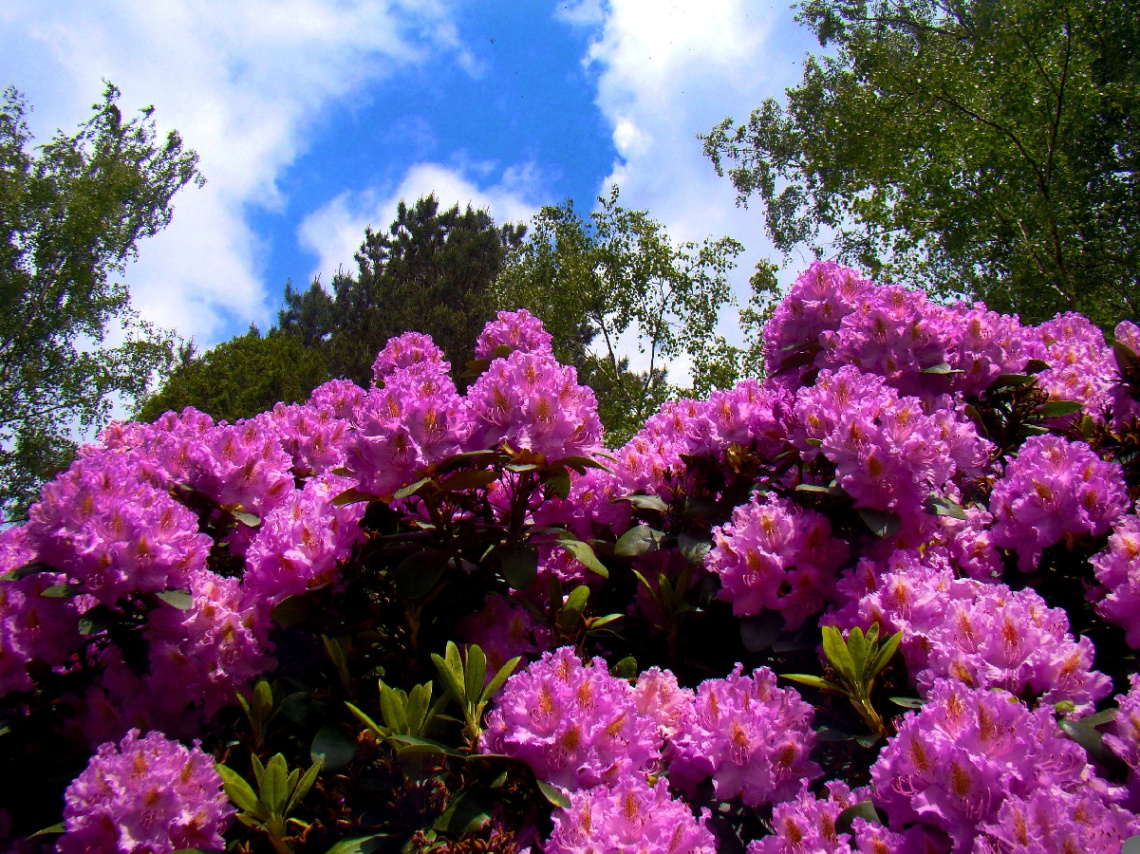 rhododendron...