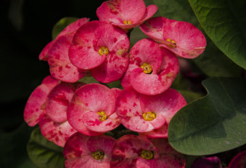 Crown-of-thorns