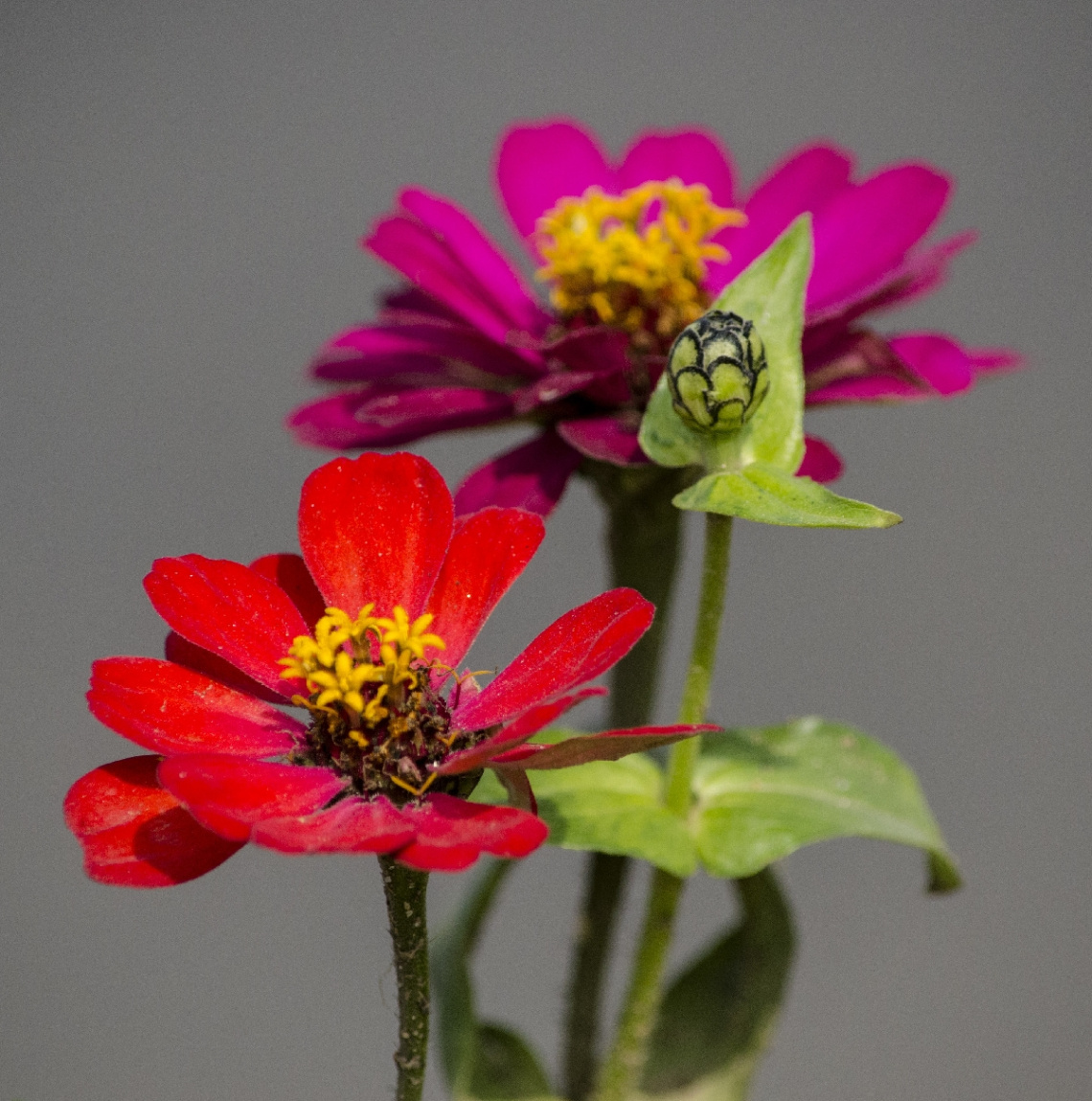 Zinnia