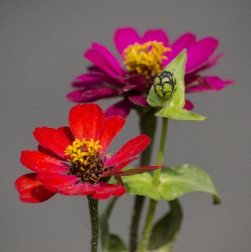 Zinnia