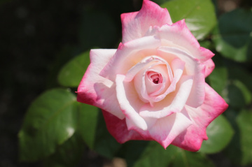 rose