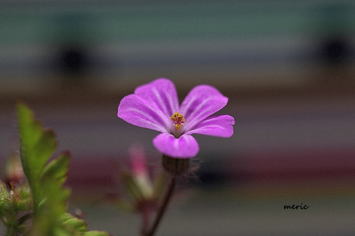 MAKRO