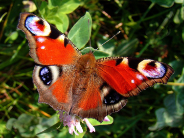 schmetterling ...