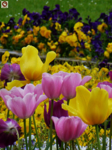 Tulpen