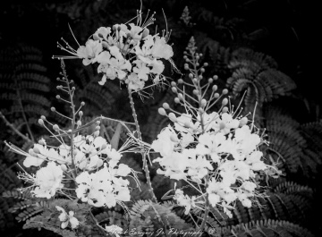 Arizona Bird Of Paradise In Infrared