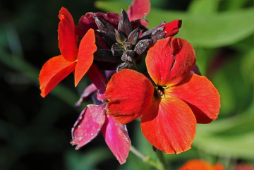 Sharp colors 