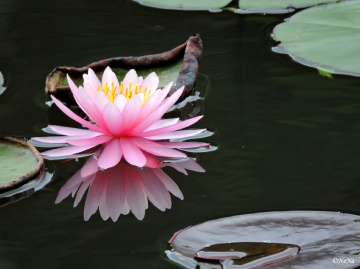 Nymphaea 