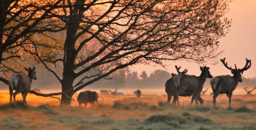Dawn