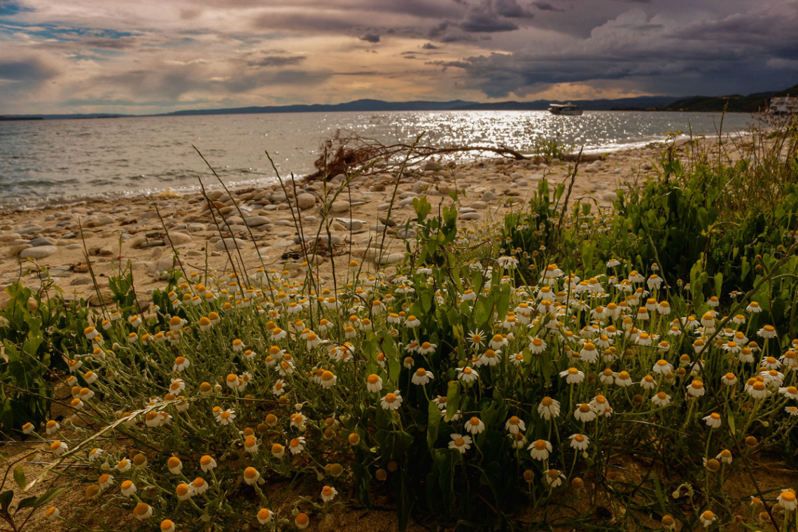Chamomile sunset