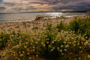 Chamomile sunset