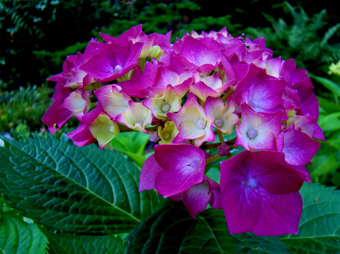hortensie