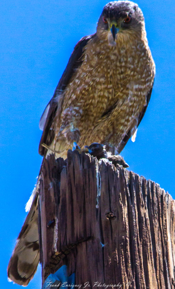 A Very Young Arizona Owl