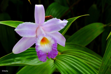 Orchid