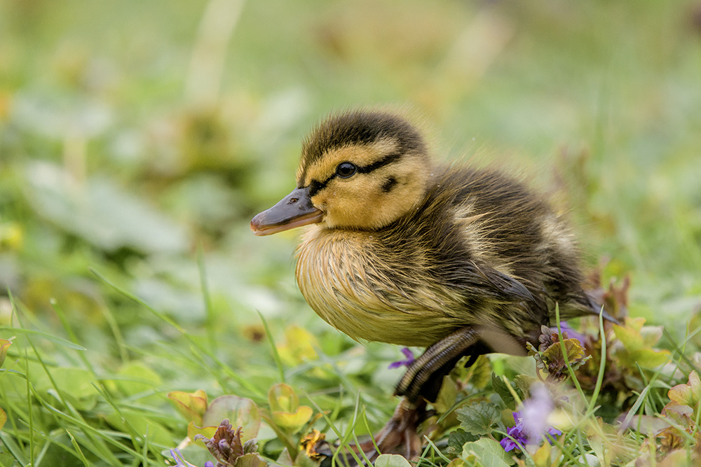 Little Duck