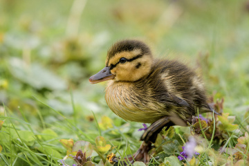 Little Duck