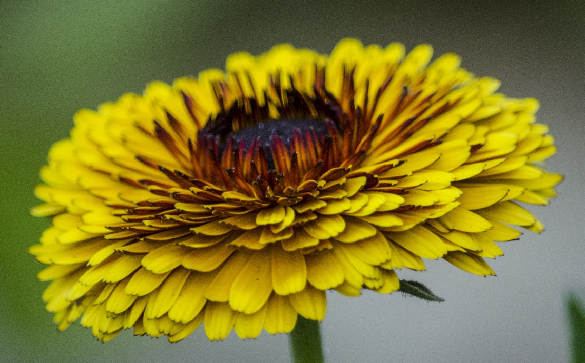 Calendula / pot marigold or marigold