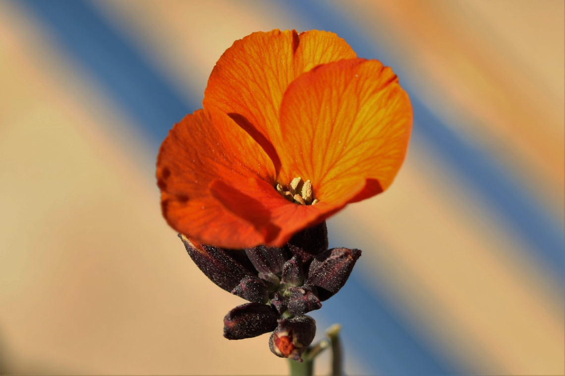 A little orange...