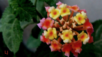Tiny,Shy bunch of brauty