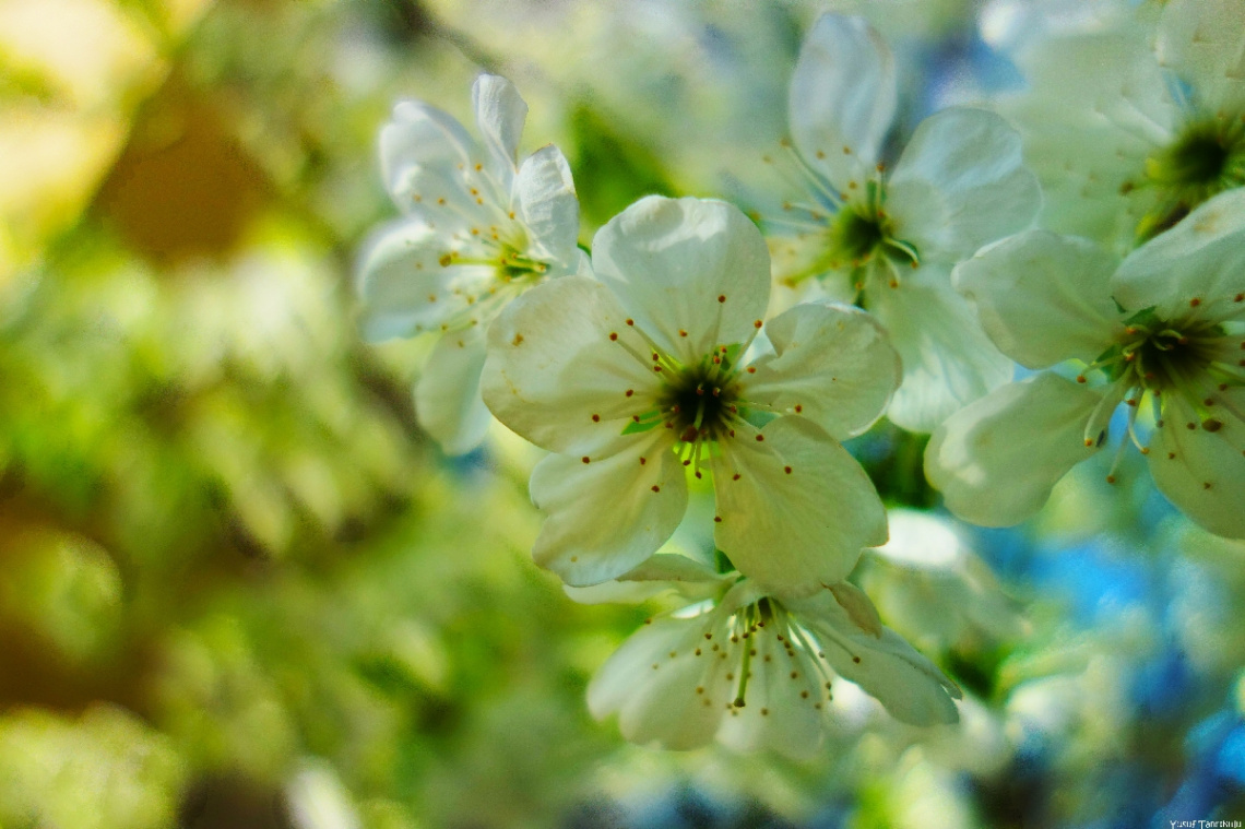 #spring