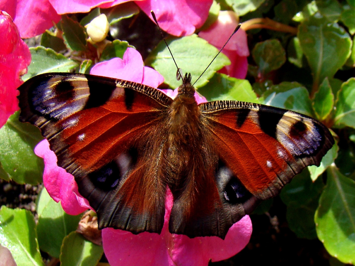 schmetterling ....