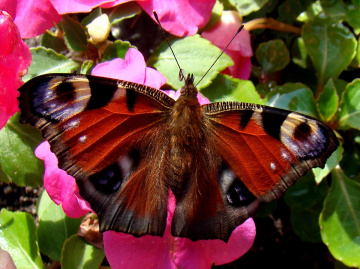 schmetterling ....