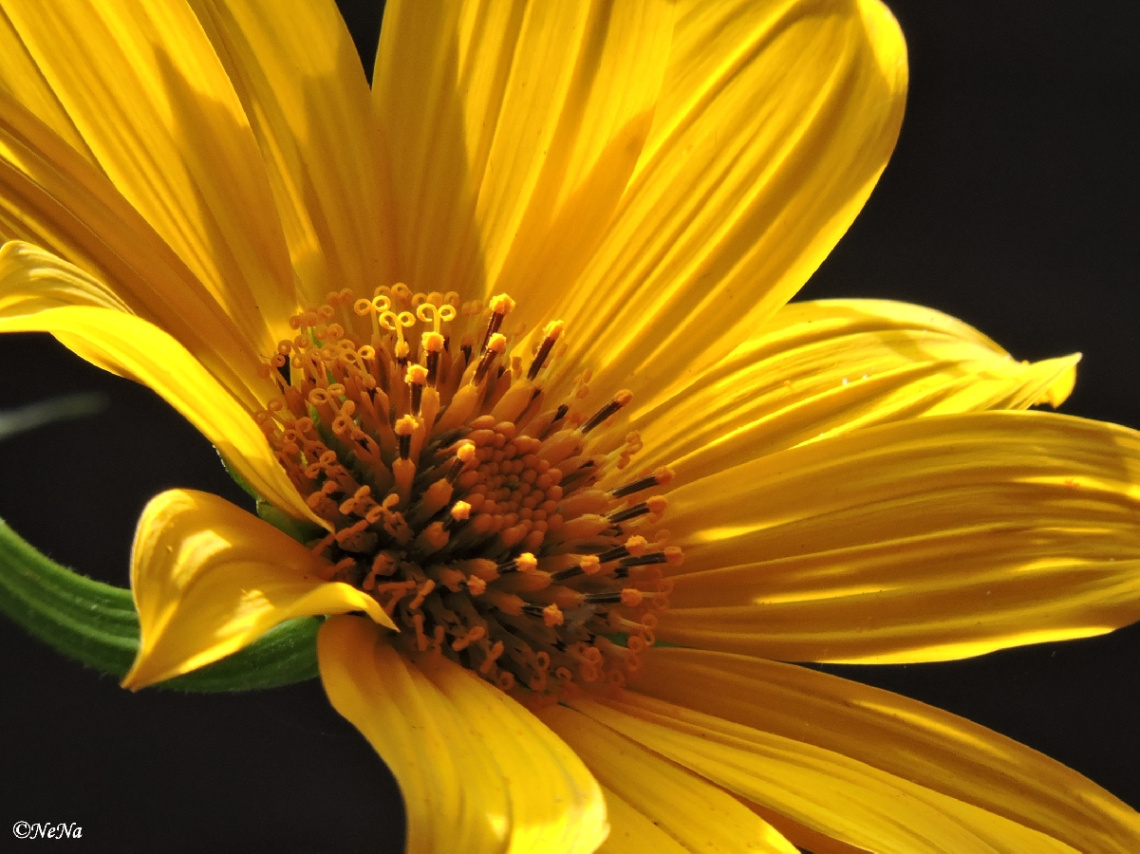 Sunlight