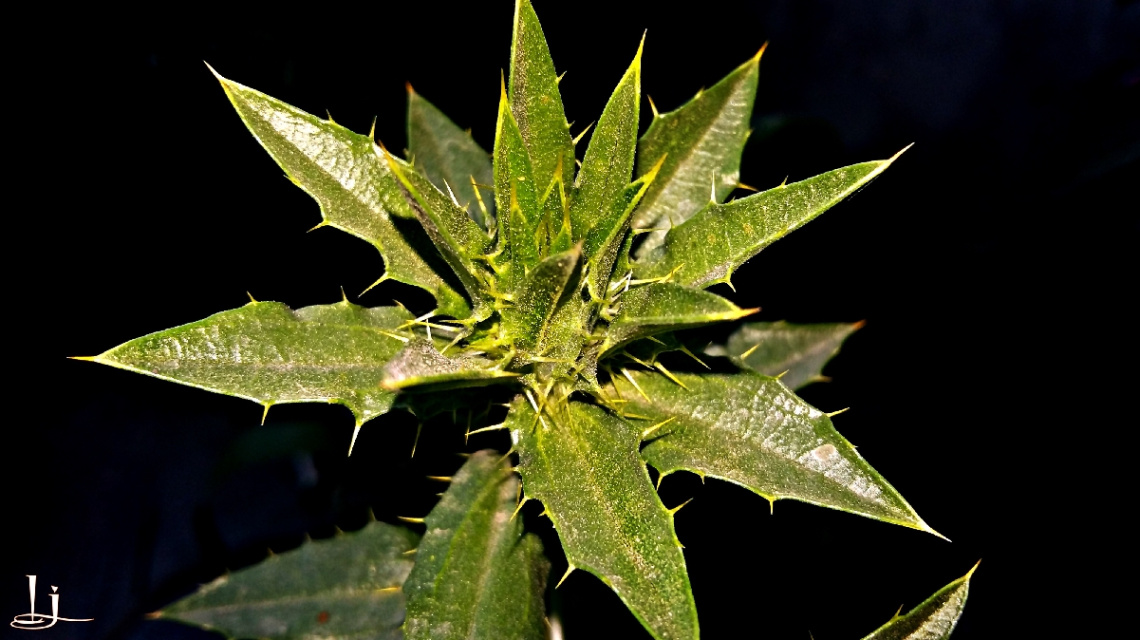 spiny Star