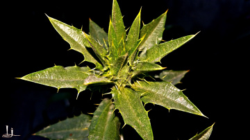 spiny Star