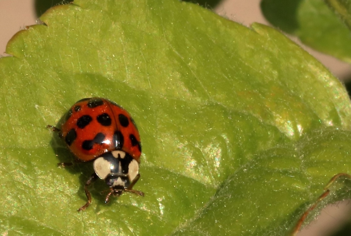 Nice little Ladybug