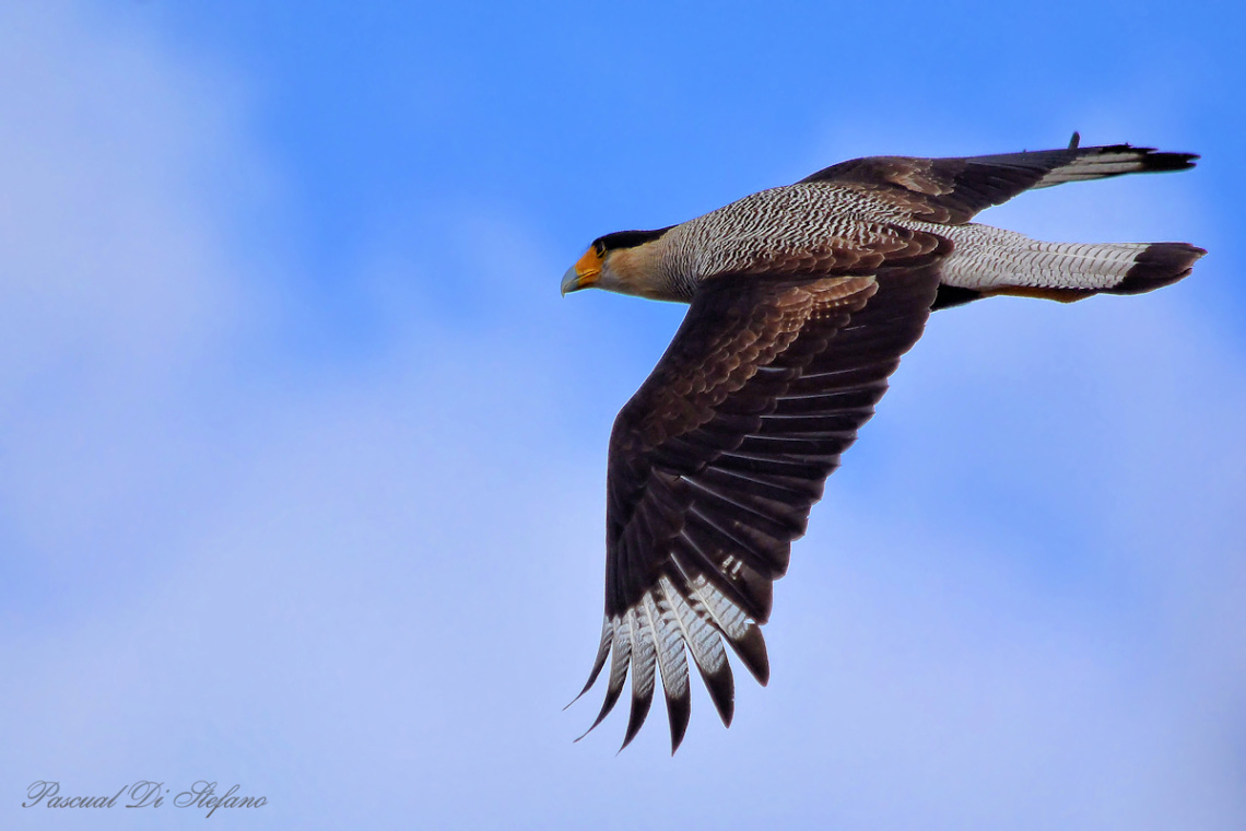 See my wings XIII