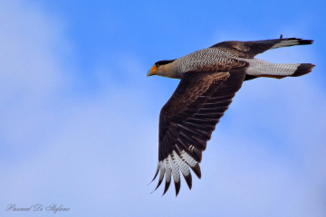 See my wings XIII