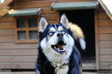 Husky