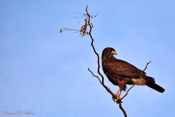 The hunter at rest