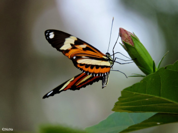Heliconius ismenius