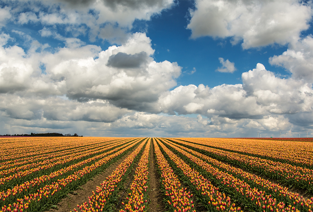 Tulip Field