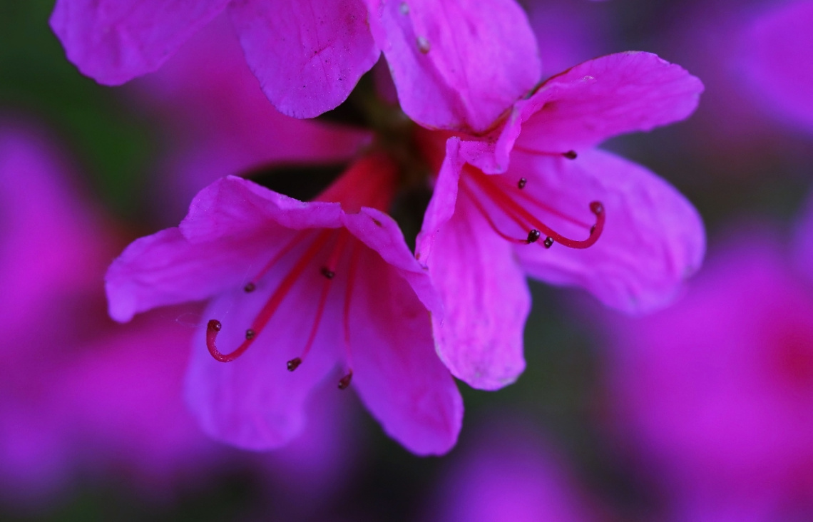 Pink only