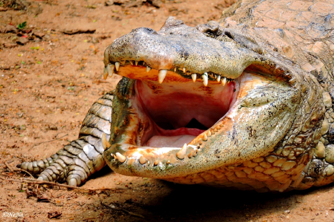 With open mouth