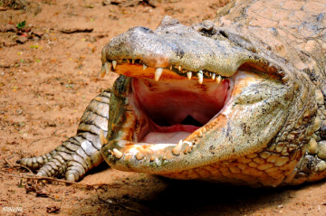 With open mouth