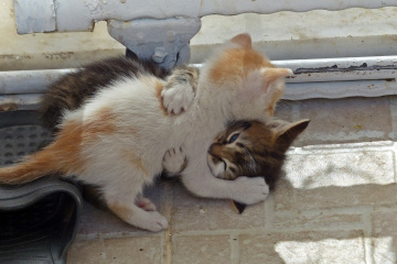Kardeş