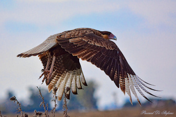 Beauty in the air