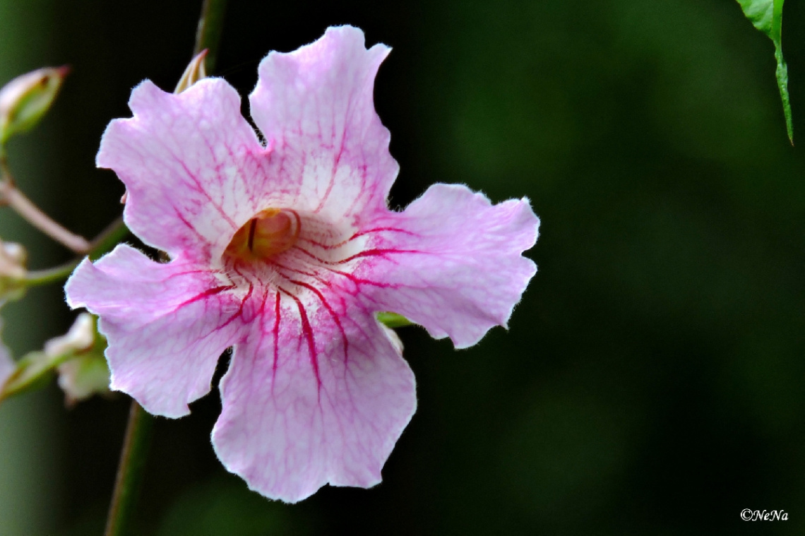 Delicate 
