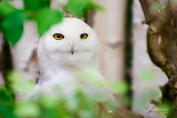 I see you... II.
