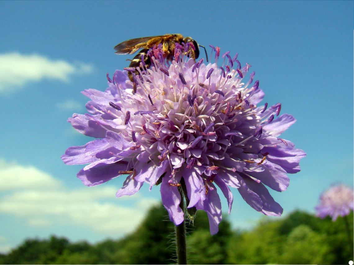 blume mit besuch ;-)