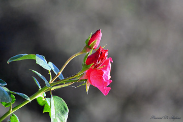 Trilogy of roses